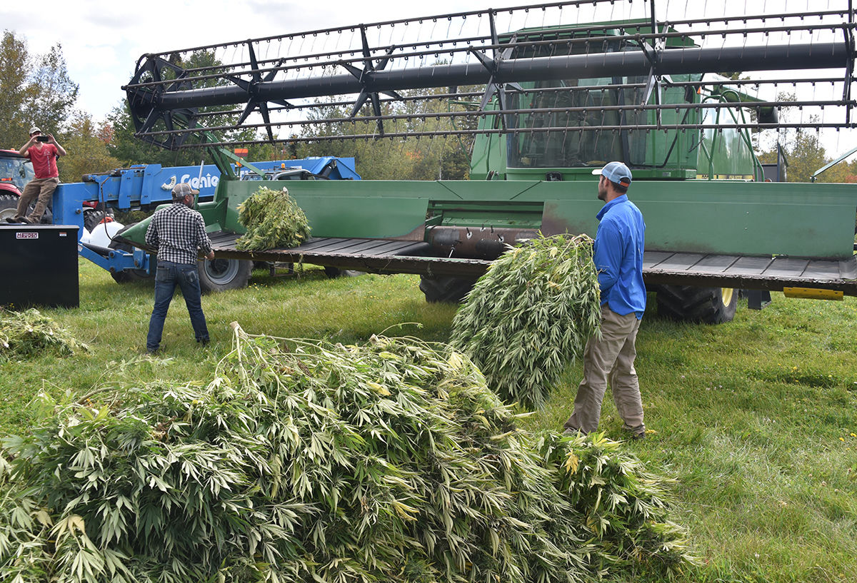 Hemp Harvester